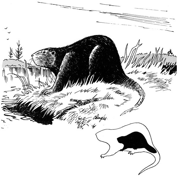 Реконструкция гигантского бобра (Castoroides ohioensis) — очень крупного грызуна, распространенного в Северной Америке в плейстоцене. Изображение с сайта www.nature.ca