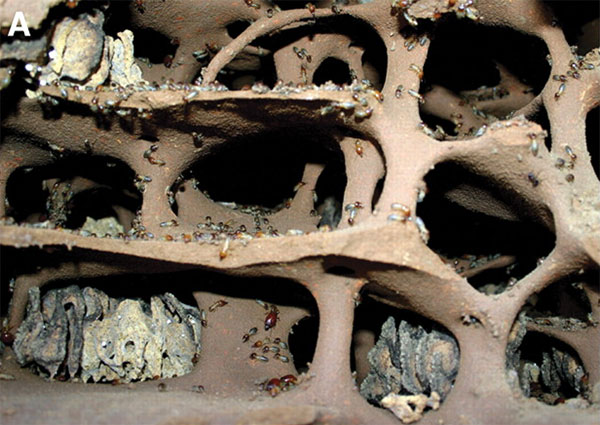 Камеры для выращивания грибов в гнезде термитов Macrotermes. Фото из обсуждаемой статьи в Science