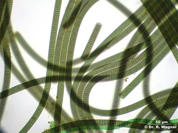 Рис. 1. Многоклеточные трихомы (нити) цианобактерий Oscillatoria ползают друг по другу, иногда образуя интересные «супраклеточные» структуры, например плотно сплетенные «коврики» и разнообразные тяжи. Каждый трихом представляет собой «стопку» из множества клеток, формой напоминающих монету. Фото с сайта www.dr-ralf-wagner.de