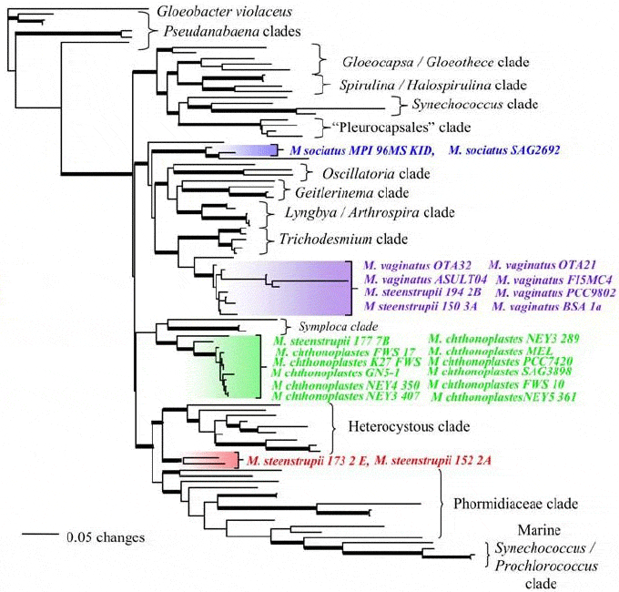 Рис. 4. Эволюционное древо цианобактерий, основанное на гене 16S рРНК. Формы, умеющие вить веревки, образуют четыре изолированные ветви (выделены цветом). Рис. из обсуждаемой статьи в PLoS ONE