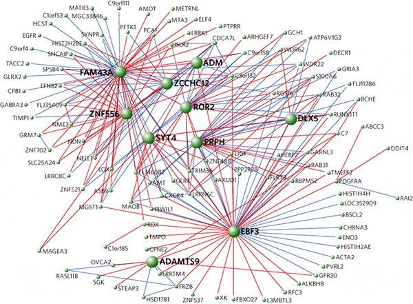 Схема регуляции генов, связанных с FOXP2, которые демонстрируют различный уровень экспрессии в присутствии человеческого и шимпанзиного FOXP2. Красные линии показывают положительные связи (активаторы), голубые — отрицательные (ингибиторы). Схема из обсуждаемой статьи в Nature