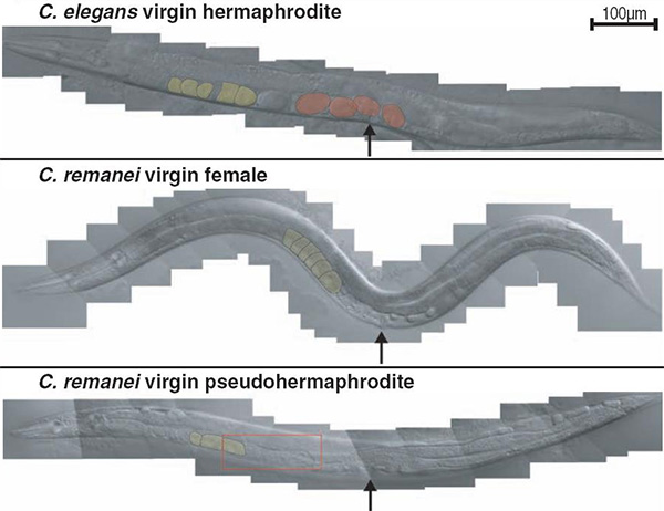 Сверху вниз: гермафродит C. elegans, самка C. remanei, искусственно выведенный «псевдогермафродит» C. remanei. Красным цветом выделены развивающиеся эмбрионы, желтым — яйцеклетки, красной рамкой обведен участок гонады (половой железы), в котором, наряду с яйцеклетками, развиваются также и спермии. Стрелкой обозначено половое отверстие. Фото из обсуждаемой статьи в Science