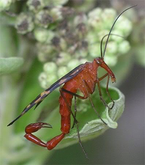 Скорпионницы — реликтовый отряд насекомых, в котором сейчас насчитывается около 600 видов. Оказалось, что эти насекомые были превосходными опылителями еще до появления цветковых растений. Фото с сайта www.diary.ru/~elruu