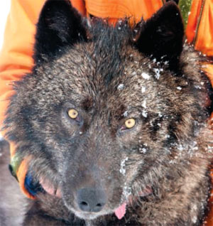 Рис. 3. Альфа-волчица 527F, за которой на протяжении пяти лет наблюдали многие биологи, была убита на расстоянии меньше полутора километров от границы Йеллоустонского национального парка. Фото из обсуждаемой статьи в Science