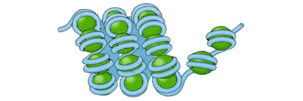 Гетерохроматин упакован в глобулы — нуклеосомы, которые складываются в еще более компактные структуры. Эта плотная упаковка препятствует считыванию информации с ДНК. Рис. с сайта www.life-enhancement.com