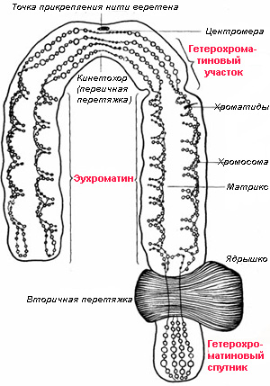 Строение метафазных хромосом. Рис. с сайта works.tarefer.ru
