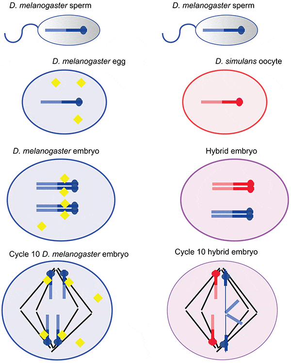 Схема и результаты эксперимента. В ооците и сперматозоиде показаны только половые X-хромосомы. Более светлым цветом обозначены их гетерохроматиновые участки. Желтые квадратики показывают присутствие в материнской цитоплазме фактора, обеспечивающего структуризацию гетерохроматиновых участков X-хромосом. Этот фактор связан с тем участком гетерохроматина, который видоспецифичен для D. melanogaster. Очевидно, что у гибридных самок этого фактора нет. Но его присутствие становится важным только тогда, когда формируется гетерохроматин (10–13-е ядерное деление). Рис. из обсуждаемой статьи Hughes & Hawley в PLoS Biology