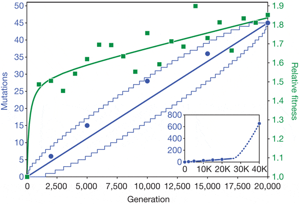 Накопление мутаций (синии линии и кружки) и рост приспособленности (зеленые линии и квадраты) в экспериментальной популяции. На маленьком графике в правом нижнем углу показано резкое ускорение накопления мутаций начиная примерно с поколения №26 000, когда в популяции зафиксировалась мутация, повышающая темп мутагенеза. Рис. из обсуждаемой статьи в Nature
