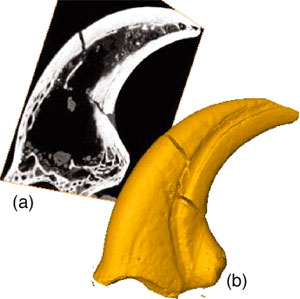       .   Phillip L. Manning etal. Biomechanics of Dromaeosaurid Dinosaur Claws: Application of X-Ray Microtomography, Nanoindentation, and Finite Element Analysis