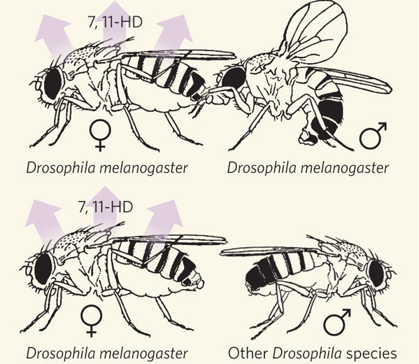Самки D. melanogaster выделяют углеводородный феромон — вещество 7,11-HD (7,11-гептакозадиен), которое отпугивает самцов других видов, но не «своих». На верхнем рисунке самец изображен в процессе ухаживания — он поет брачную песенку, вибрируя отведенным в сторону крылом, и одновременно облизывает хоботком брюшко самки. Рис. из синопсиса к обсуждаемой статье в Nature