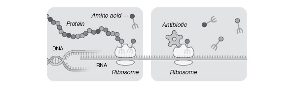 Упрощенная схема работы рибосом (слева) и ее блокирования антибиотиком (справа). На матрице ДНК (DNA) синтезируется информационная РНК (RNA), к которой впоследствии присоединяются две субъединицы рибосомы (ribosome) и начинается синтез белка (protein). Каждую аминокислоту (amino acid), входящую в состав белковой цепочки, к рибосоме доставляет транспортная РНК (схематически изображенная в виде вилочки). Некоторые антибиотики способны связываться с рибосомами бактерий, останавливая синтез белка и приводя к гибели бактериальных клеток. Иллюстрация к опубликованной в New York Times статье, посвященной Нобелевской премии по химии 2009 года (с сайта www.nytimes.com)