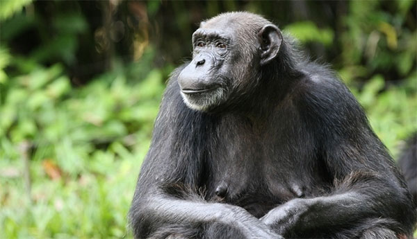 У шимпанзе, как и у других приматов (кроме человека), по размеру молочных желез можно понять, способна ли самка к зачатию. Фото с сайта www.wired.com