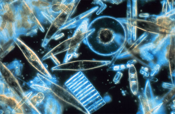 Различные диатомовые водоросли из Южного океана — районов близ Антарктики. Фото © Prof. Gordon T. Taylor, Stony Brook University, USA с сайта beyondpenguins.nsdl.org