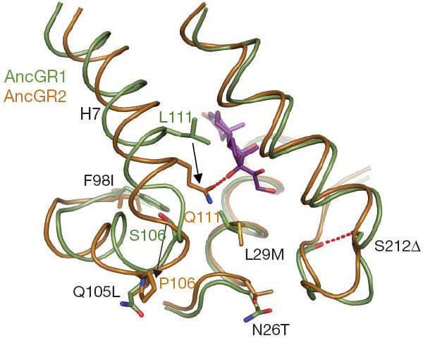 Упрощенная схема строения активного центра глюкокортикоидного рецептора до и после смены функции. «Исходный» вариант белка (AncGR1) показан зеленым цветом, «производный» вариант (AncGR2) — оранжевым. Сиреневым цветом показана молекула кортизола. Две ключевые мутации, приведшие к смене функции белка, показаны черными стрелками. Замена серина (S) пролином (P) в позиции 106 привела к изменению конфигурации спирали H7. В результате позиция 111 оказалась рядом с уникальной для кортизола гидроксильной группой. Замена лейцина (L) глутамином (Q) в этой позиции обеспечила образование водородной связи с этой гидроксильной группой (красный пунктир). В результате активный центр белковой молекулы приобрел повышенное сродство к кортизолу (то есть стал удерживать кортизол лучше, чем другие стероидные гормоны). Пять дополнительных аминокислотных замен (F98I, Q105L и т.д.) ослабили сродство ГР к другим стероидам. Рис. из обсуждаемой статьи в Nature