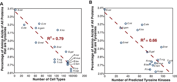 Обратная зависимость процентного содержания тирозина в белках (вертикальная ось) от сложности организма (левый график) и количества закодированных в геноме тирозин-киназ (правый график). Каждый кружок соответствует одному геному. Условные обозначения организмов: S.cer — дрожжи, C.ele — круглый червь, C.int — асцидия, D.mel — дрозофила, A.gam — комар, D.rer — рыба данио-рерио, T.nig и T.rub — два вида рыб-иглобрюхов, X.tro — лягушка, G.gal — курица, C.fam — собака, B.tau — корова, M.mus — мышь, R.nor — крыса, P.tro — шимпанзе, H.sap — человек. Рис. из обсуждаемой статьи в Science
