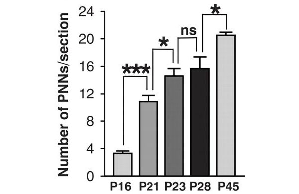 Число окружающих нейроны протеогликановых сетей (perineuronal nets, PNNs), выявляемых на одном срезе (section) базолатеральной части миндалевидного тела у мышей разного возраста (P16 — 16-й день после рождения и т. д.). Звездочками (*) отмечены значения показателя достоверности различий (*P < 0,05; **P < 0,01; ***P < 0,001); ns (not significant) — различия недостоверны. Между 16-м и 23-м днем жизни мыши число протеогликановых сетей возрастает в несколько раз, и именно в этот период мышонок теряет способность навсегда забывать испытываемые страхи. Рисунок из обсуждаемой статьи в Science