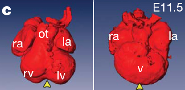 Слева — четырехкамерное сердце нормального мышиного эмбриона на 12-й день развития. Справа — трехкамерное сердце генно-модифицированного эмбриона того же возраста, у которого был отключен ген Tbx5. ra — правое предсердие, la — левое предсердие, rv — правый желудочек, lv — левый желудочек, v — неподразделенный желудочек трехкамерного сердца, ot — выносящий тракт. Изображение из обсуждаемой статьи в Nature