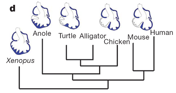 Схема родственных связей и эволюции сердца у наземных позвоночных. Синим цветом показаны области экспрессии гена Tbx5. Слева направо: лягушка, ящерица, черепаха, крокодил, курица, мышь, человек. Рис. из обсуждаемой статьи в Nature