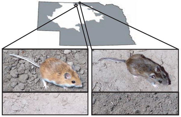 Защитная окраска у оленьих мышей Peromyscus maniculatus. В верхней части рисунка изображен контур штата Небраска; белым цветом выделены Песчаные Холмы (Sand Hills). Ниже показана типичная оленья мышь с темной шерстью, пойманная за пределами Песчаных Холмов (справа) и светлая особь с Песчаных холмов (слева). В нижней части рисунка показана типичная окраска почвы в местах обитания этих мышей. Сами мыши для контрастности сфотографированы на «чужих» почвах: светлая на темной, темная на светлой. Изображение из обсуждаемой статьи в Science
