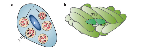 Рис. 3. Прокариотические симбиозы. a — внутриклеточные симбионты тли — бета-протеобактерии (?), внутри которых живут гамма-протеобактерии (?). Буквой N обозначено ядро клетки насекомого. b — фотосинтезирующий прокариотический комплекс Chlorochromatium aggregatum, состоящий из центральной бета-протеобактерии (?) и периферических зеленых серных бактерий (GSB). Рис. из обсуждаемой статьи в Nature