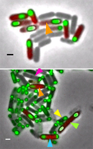 Рис. 1. В ходе споруляции у бактерий Bacillus subtilis в норме всегда образуется по одной споре в каждой клетке, другие варианты не встречаются (вверху; споры окрашены зеленым цветом). У мутантов с дестабилизированным механизмом споруляции (внизу) возможно несколько альтернативных вариантов: 1) нормальная споруляция (оранжевая стрелка), 2) прекращение начавшейся споруляции (сиреневая стрелка), 3) неудачная (приводящая к гибели) попытка образования двух спор в одной материнской клетке (желтая стрелка), 4) успешное формирование двух спор-близнецов (зеленая стрелка). Длина масштабной линейки 1 мкм. Фото из дополнительных материалов к обсуждаемой статье в Nature