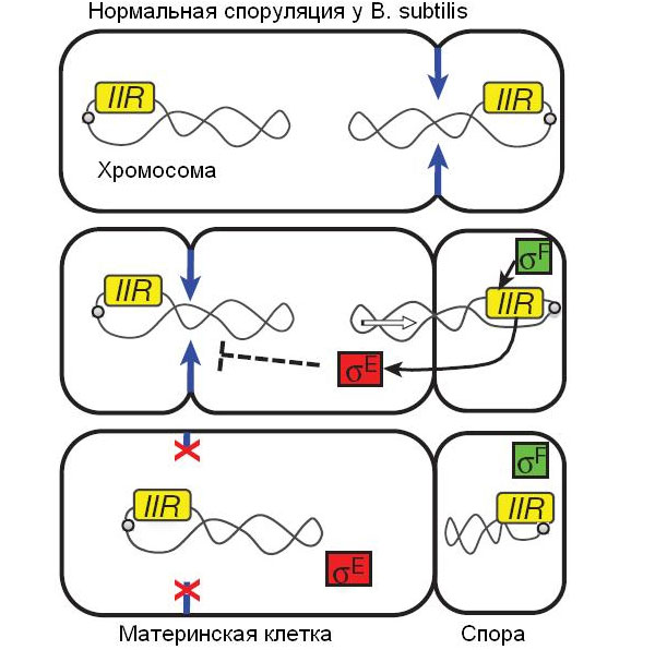 Рис. 2. Схема споруляции у B. subtilis. Синими стрелками показан процесс образования септы (перегородки), которая отделяет будущую спору от материнской клетки. Кольцевые хромосомы показаны в виде двух перекрученных петель (у большинства бактерий, как у B. subtilis, геном состоит из единственной кольцевой хромосомы). Регуляторный белок ?F, образующийся в будущей споре, активизирует ген spoIIR, который на рисунке для краткости обозначен как IIR. Это приводит к тому, что другой сигнальный белок, ?E, блокирует формирование второй септы на противоположном конце материнской клетки. Рисунок из обсуждаемой статьи в Nature