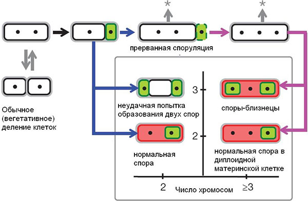 Рис. 3. Схема, показывающая альтернативные пути развития у бактерий с дестабилизированной системой споруляции. Черными точками показаны хромосомы. Зеленым цветом выделены формирующиеся споры (в них вырабатывается белок ?F), красным — материнские клетки (в них вырабатывается белок ?E). По горизонтальной оси — число хромосом, по вертикальной — число «отсеков», на которые разделилась исходная клетка. Стрелка со звездочкой символизирует возможность возвращения к обычному (вегетативному) размножению путем деления. Остальные пояснения см. в тексте. Рис. из обсуждаемой статьи в Nature