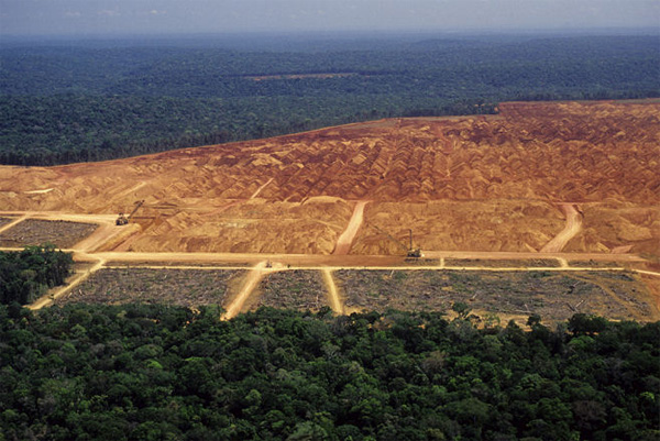 Площадь обезлесенных территорий в Бразилии растет год от года. Фото с сайта tropical-rainforest-animals.com