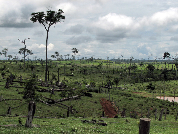 Вырубка тропического леса в штате Акри, Западная Бразилия. На увеличенной фотографии видно, как среди пеньков одиноко бродит редеющее поголовье скота. Фото © Lou Gold с сайта www.flickr.com/photos/visionshare
