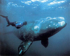 Гренландский кит — абсолютный чемпион по долгожительству среди позвоночных. Он может дожить до 211 лет. Человек, согласно научно подтвержденным данным, — только до 122,5. Фото с сайта www.pro-kitov.info