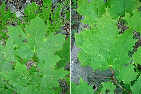 Клен платановидный Acer platanoides (слева) — инвазийный для Канады вид. Характеризуется более быстрым ростом, чем аборигенный сахарный клен Acer saccharum (справа). Интродукция этого вида способствует ускорению круговорота азота. Фото с сайта www.mobot.org