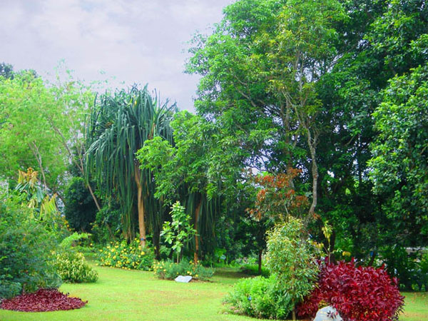 Тропический ботанический сад в Китае (The Xishuangbanna Tropical Botanical Garden), где проводились исследования. Фото с сайта scenery.cultural-china.com