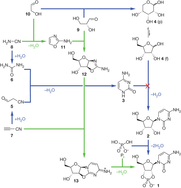 Синтез рибонуклеотида цитидина (Ц) из простейших органических веществ. Синими стрелками показан путь, которым химики пытались идти раньше. Одна из реакций на этом пути оказалась невыполнимой в тех условиях, которые могли существовать на ранней Земле. Эта реакция — соединение рибозы (4) с азотистым основанием цитозином (3) — перечеркнута красным крестиком. Зелеными стрелками показан путь, найденный британскими химиками. Рис. из обсуждаемой статьи в Nature