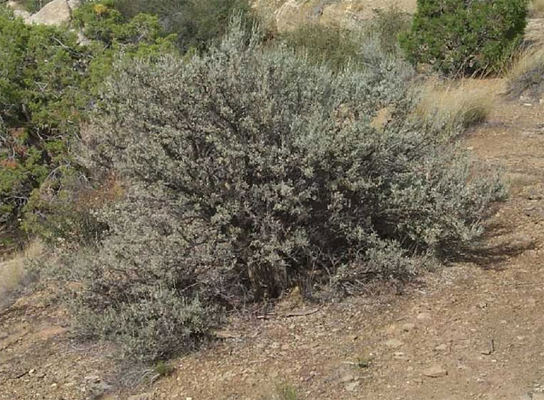 Куст полыни трёхзубчатой (Artemisia tridentata) в районе Большого Каньона (США). Фото © J. S. Peterson с сайта plants.usda.gov