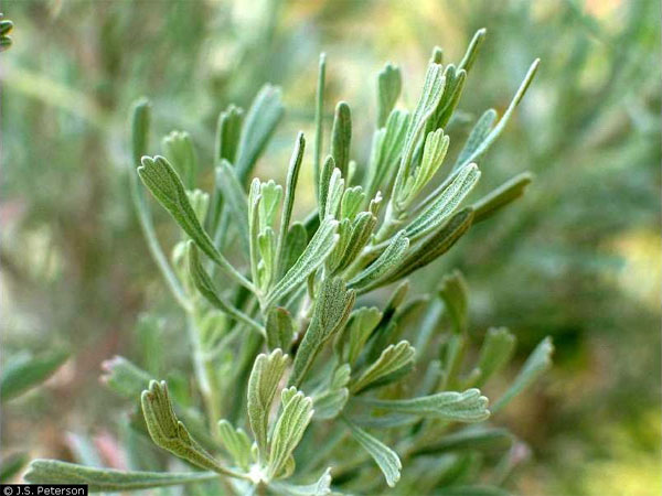 Листья полыни трёхзубчатой (Artemisia tridentata). Фото © J. S. Peterson с сайта plants.usda.gov