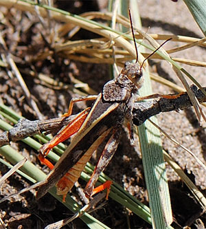 Кобылка Cratypedes neglectus — обычный вид саранчовых, обитающий в районе исследований и нередко поедающий листья полыни. Фото с сайта bugguide.net