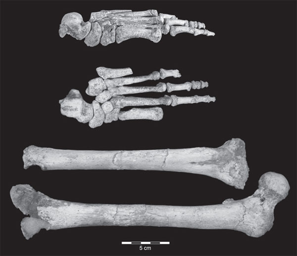 Левая стопа (вид справа и сверху), большая берцовая и бедренная кости хоббита LB1. Фото из обсуждаемой статьи Jungers et al. в Nature