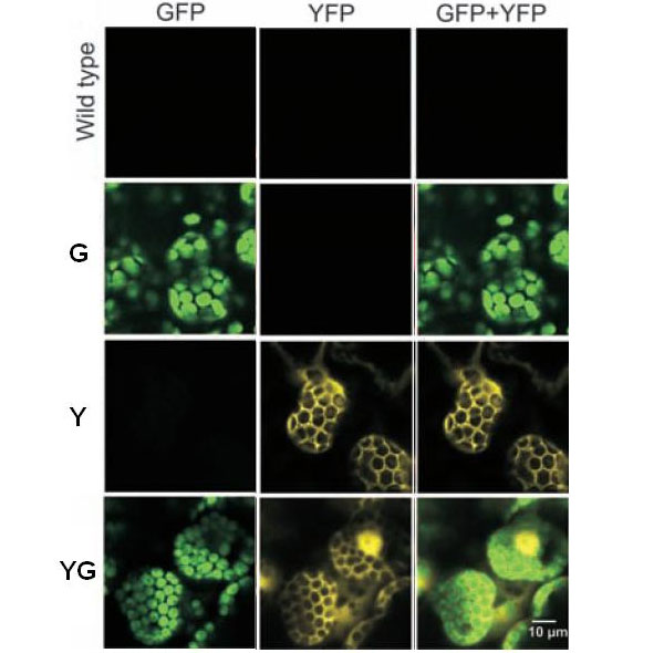 Проверка клеток на содержание зеленого (GFP) и желтого (YFP) флуоресцирующих белков. Wild type — немодифицированное растение, G и Y — два генно-модифицированных сорта, YG — клетки с двойной устойчивостью к антибиотикам из зоны контакта тканей привоя (Y) и подвоя (G). Зеленый белок производится в пластидах, желтый — в цитоплазме клеток. Изображение из обсуждаемой статьи в Science