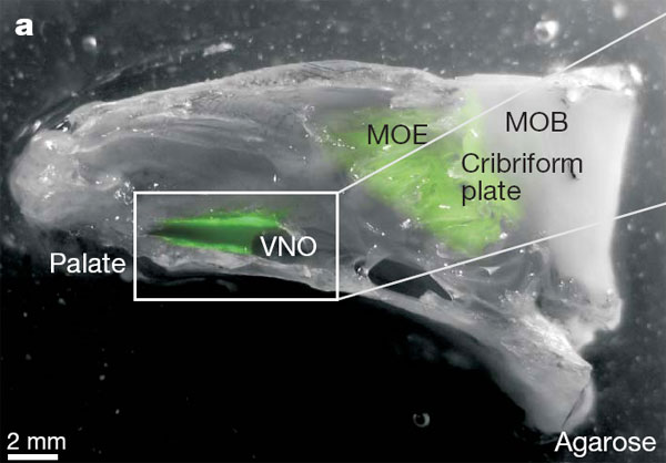Изготовленный из мышиной головы препарат, на котором изучалась работа обонятельных рецепторов. Обонятельный эпителий вырабатывает зеленый флуоресцирующий белок. Palate — нёбо, VNO — вомероназальный орган, MOE — главный обонятельный эпителий, MOB — главная обонятельная луковица (отдел мозга, обрабатывающий сигналы от MOE), Cribriform plate — решетчатая кость. Изображение из обсуждаемой статьи в Nature