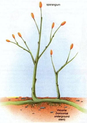 Риния — одно из древнейших сосудистых растений (ранний девон, около 410 млн лет назад). Риния и ее родственники (псилофиты, или риниофиты) не имели ни листьев, ни настоящих корней. Изображение с сайта universe-review.ca