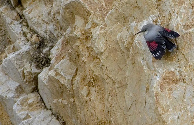 Стенолаз (Trichodroma muraria) — характерный вид птиц для горных утесов Гималаев. Фото с сайта lnx.ornieuropa.com