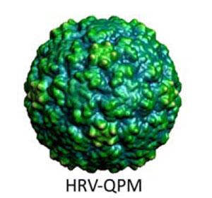 Модель недавно выявленного нового риновируса человека. Изображение из статьи в журнале PLoS ONE
