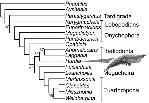 Скорректированное филогенетическое древо Ecdysozoa. Рис. из обсуждаемой статьи в Science