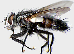   Exorista mella ( Tachinidae ).      -    .       ,      蠗     .  J.E.O`Hara  www.nadsdiptera.org