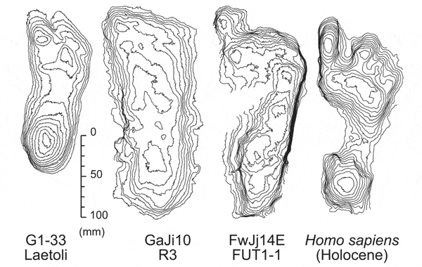 Слева направо: следы австралопитека возрастом 3,6–3,7 млн лет, найденные Мэри Лики; следы Homo erectus возрастом 1,46 и 1,53 млн лет; следы современного человека из голоцена. Интервал между изолиниями 2 мм. Рис. из обсуждаемой статьи в Science