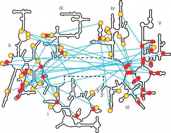 Вторичная структура молекулы 23S-рРНК. Голубыми линиями показаны А-минорные связи, желтыми кружками — «стопки» аденозинов, красными — двойные спирали, участвующие в А-минорных связях. Домены с первого по шестой обозначены римскими цифрами. 5’, 3’ — концы молекулы. Видно, что в домене V много красных кружков и почти нет желтых. Рис. из обсуждаемой статьи в Nature
