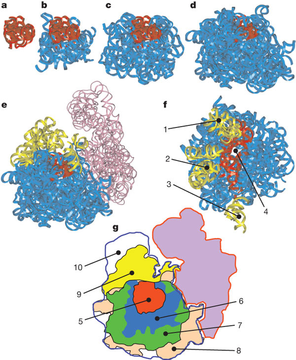 Последовательные этапы эволюции рибосомы. Красным цветом выделена проторибосома, желтым — «выросты» (1–3), сиреневым — малая субъединица. 4 — выходной канал для синтезируемого белка. 5–9 — части рибосомы, показанные на рисунках a–e. 10 — «дополнительная» часть большой субъединицы, в состав которой не входит 23S-рРНК. Рис. из обсуждаемой статьи в Nature
