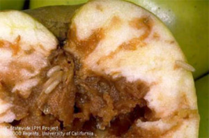 Личинки Rhagoletis pomonella в яблоке. Фото из статьи: Martin G. Kelly. As the Worm Turns: Speciation and the Apple Maggot Fly