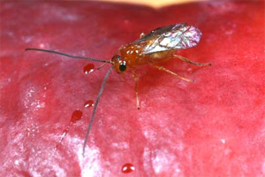 Самец наездника Diachasma alloeum на яблоке, зараженном личинками мух Rhagoletis pomonella. Фото с сайта www.nd.edu
