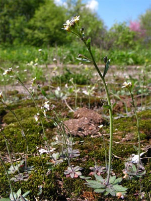 Резушка Таля (Arabidopsis thaliana) — повсеместно встречающееся растение семейства крестоцветных, ставшее для специалистов по генетике растений таким же излюбленным объектом, как дрозофила — для исследователей генетики животных. Фото с сайта molbiol.ru